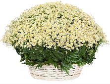 Цветочная композиция из Ромашки в корзине #REPLACE_PRED# Сухом-логе Свердловская область